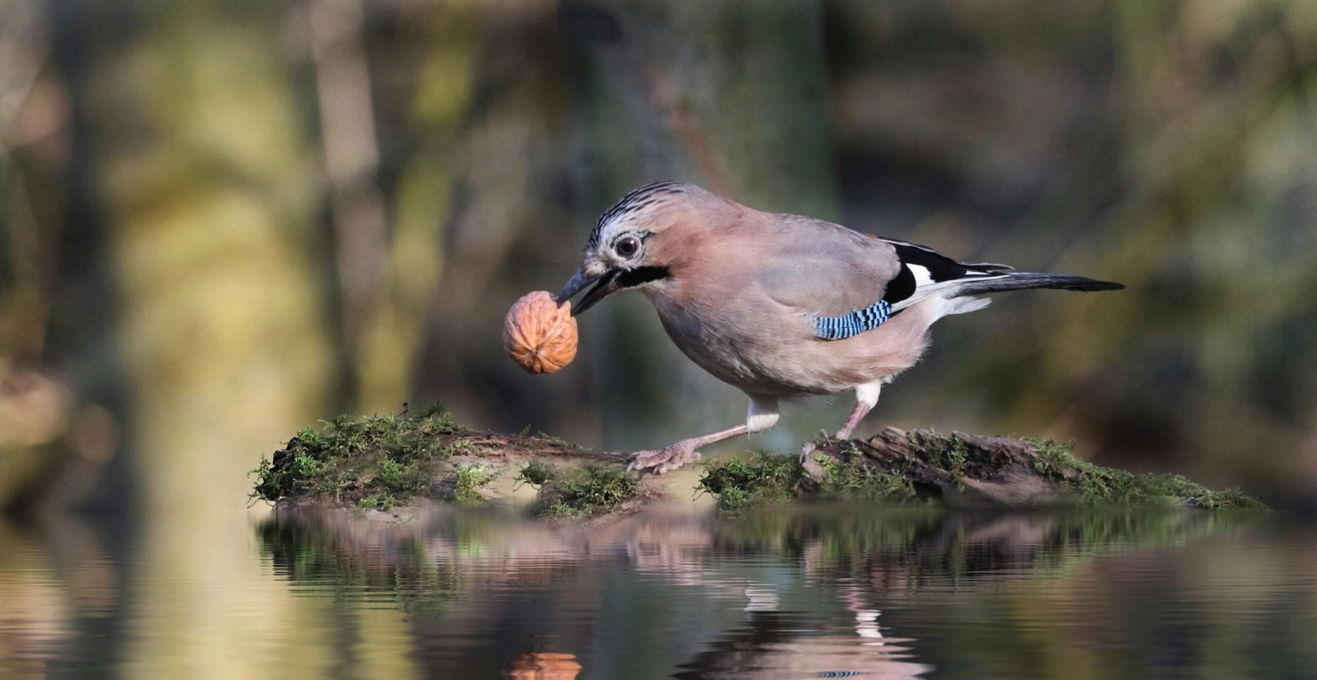 Flamish jay sitting on the edge of a pool, carrying a nut in his mouth, with a blurry forest in the boukground and his reflection in the water